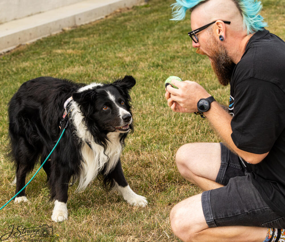 one-to-one-dog-training-home-visit-west-yorkshire One to one dog training home visit in Leeds & Bradford – tailored support for sensitive dogs or behaviour issues
