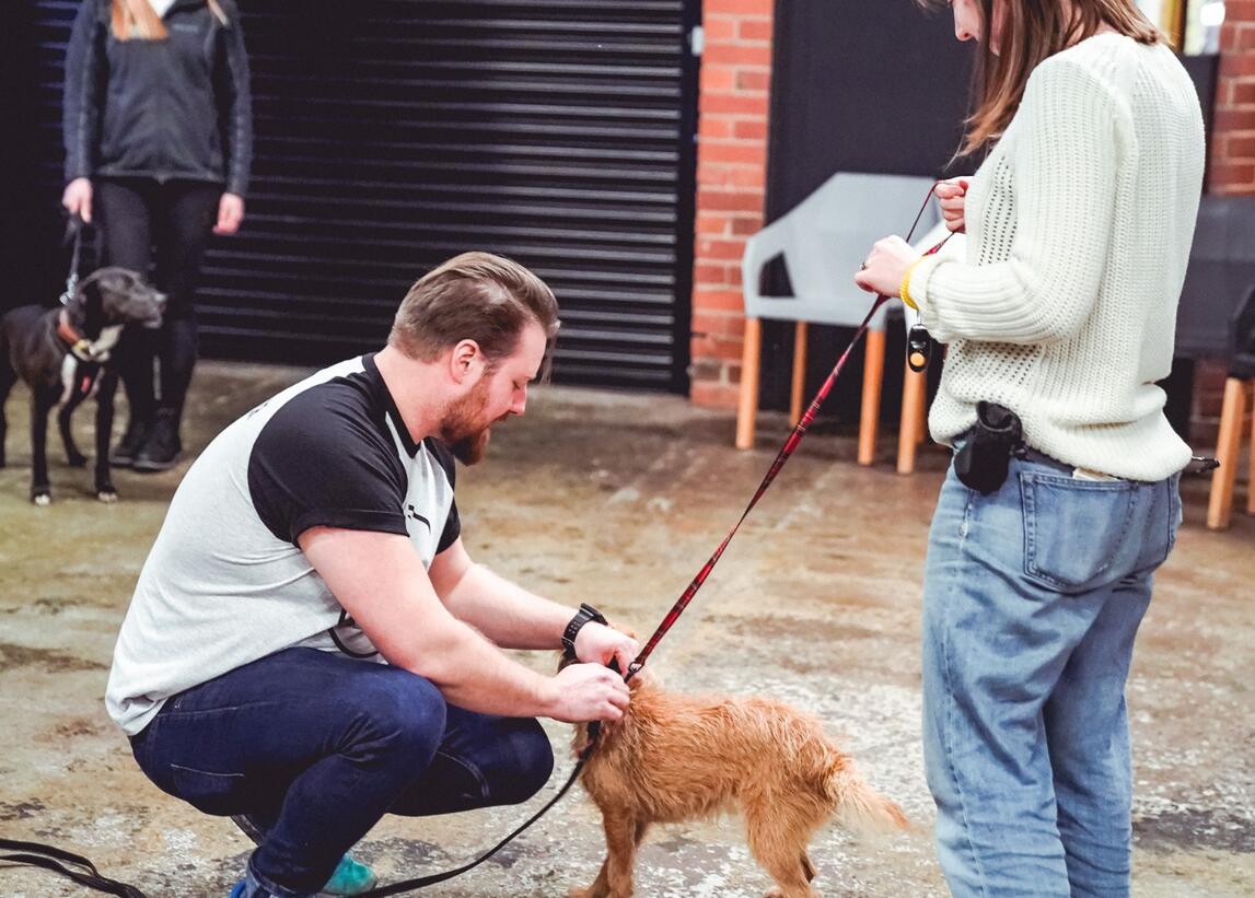 one-to-one-dog-training-home-visit-west-yorkshire One to one dog training home visit in Leeds & Bradford – tailored support for sensitive dogs or behaviour issues