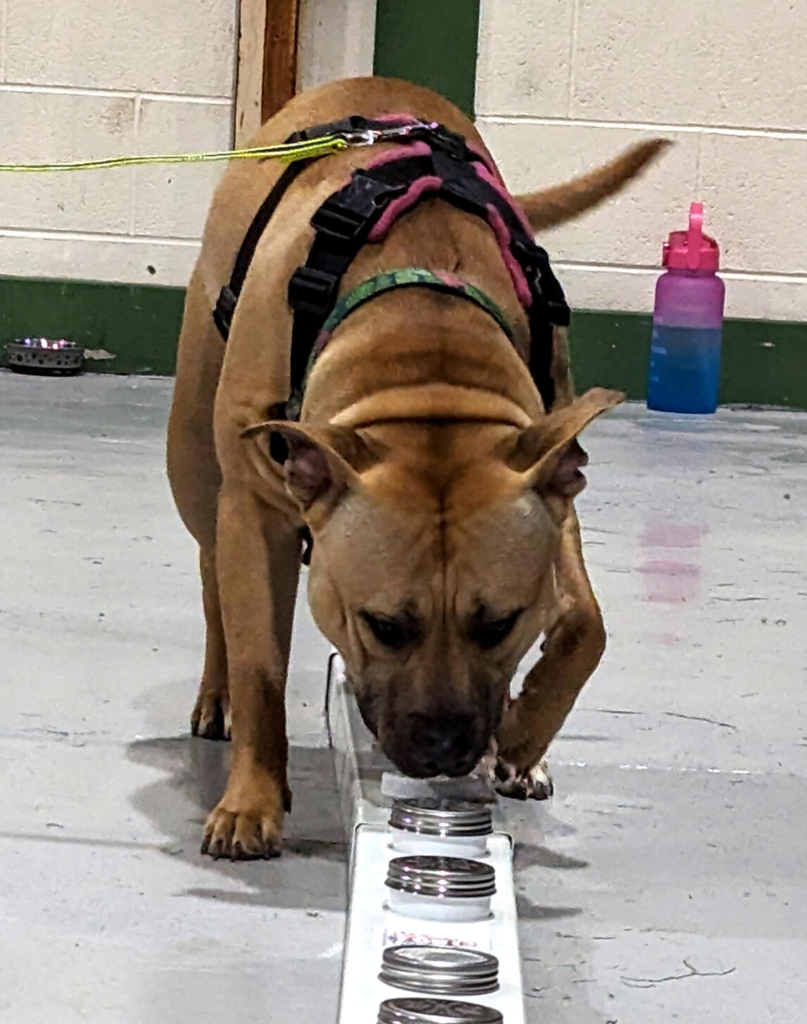 reactive-dog-group-classes-baildon Small group reactive dog training class in Baildon – managing fear, barking or aggression in a safe, positive way