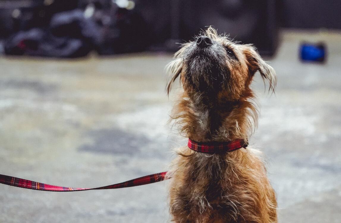 reactive-dog-group-classes-baildon Small group reactive dog training class in Baildon – managing fear, barking or aggression in a safe, positive way