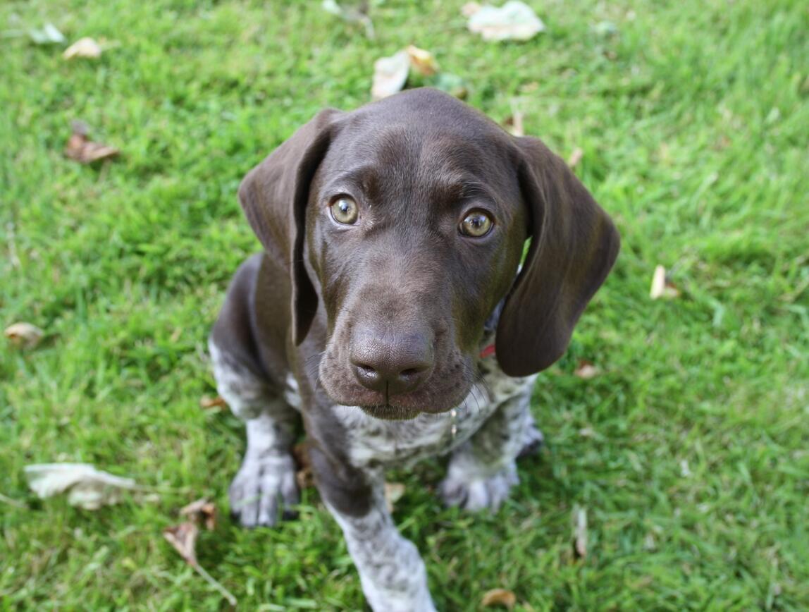 puppy-head-start-home-visit-leeds Home visit pre-vaccination puppy training session in Leeds – routine, toilet training & settling