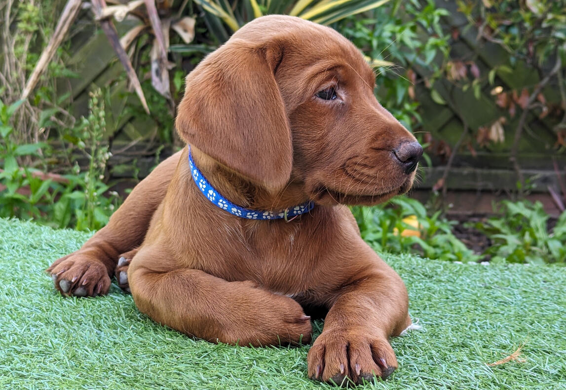 puppy-weekend-express-baildon Weekend puppy training class in Baildon – six sessions over three weekends, recall, walking, focus
