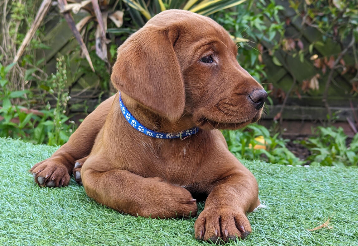 puppy-weekend-express-baildon Weekend puppy training class in Baildon – six sessions over three weekends, recall, walking, focus