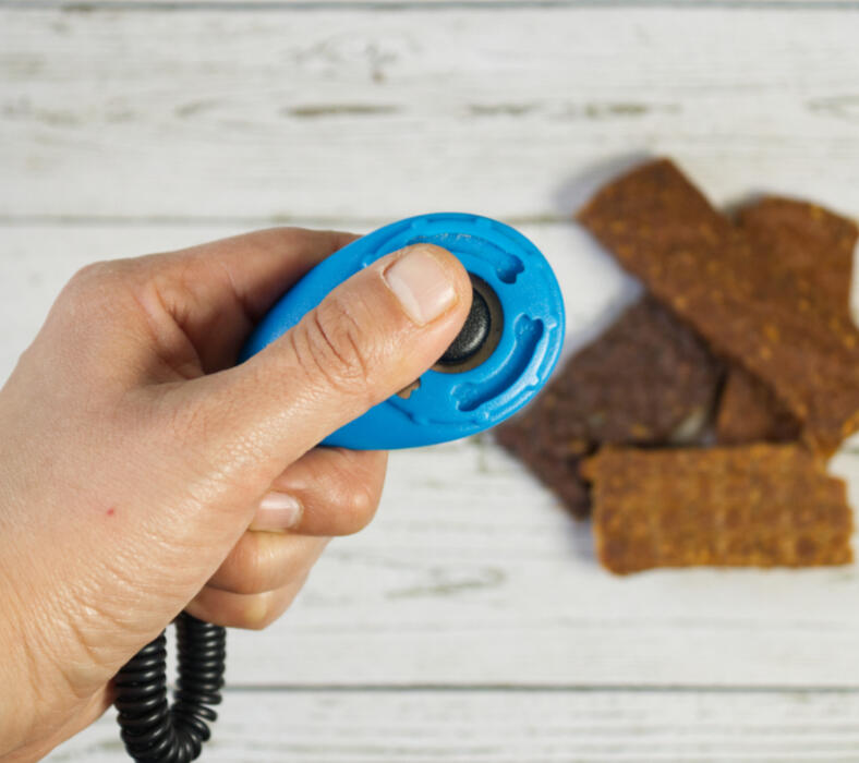 Pre-puppy-prep-session-west-yorkshire