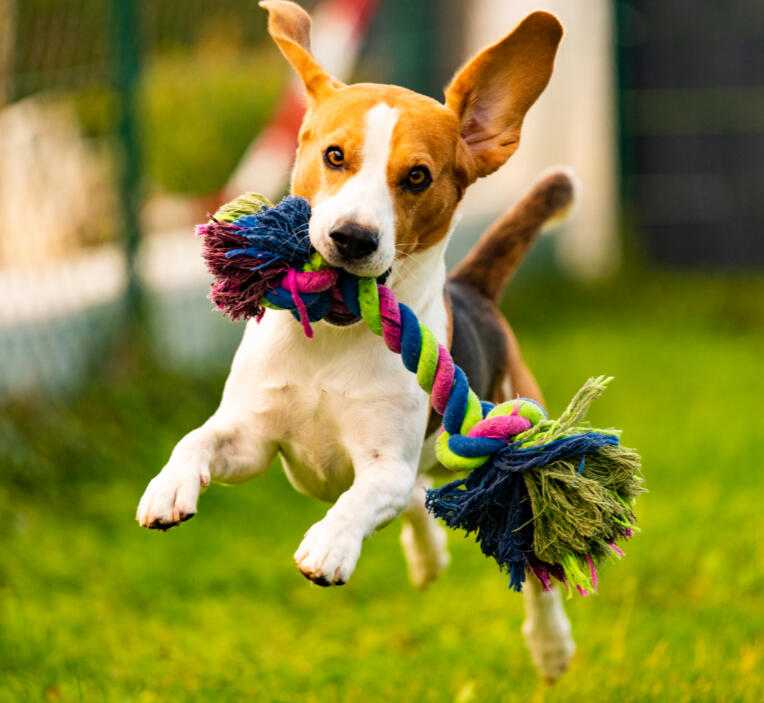 puppy-plus-level-up-baildon Follow-on puppy group training class in Baildon – building recall, lead skills and calm behaviour for graduates