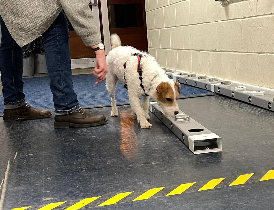 scentwork-classes-baildon-west-yorkshire Pet dog scentwork class in Baildon West Yorkshire – learn detection & focus